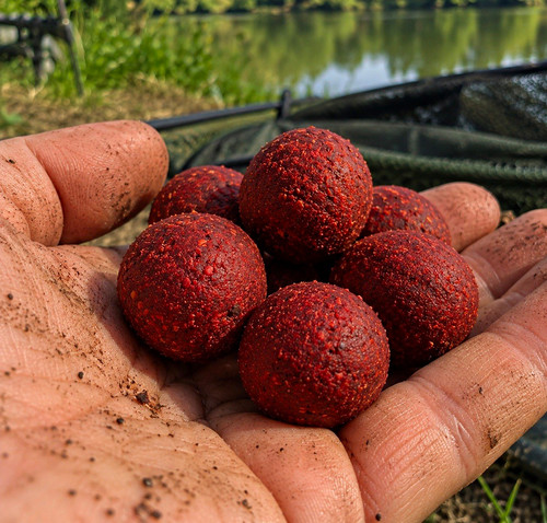 Carp boilies bait - carp,